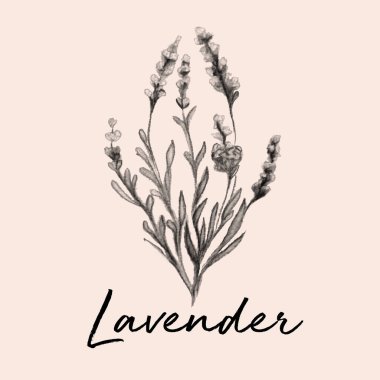 Lavanta Çiçeği Suluboya Çizim Çizimi