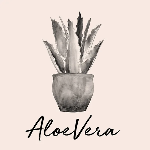 Aquarelle Disegnato Mano Aloe Vera Illustrazione — Foto Stock