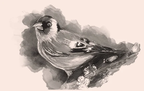 Aquarelle Ręcznie Rysowane Ptaka Rocznika Ilustracji — Zdjęcie stockowe
