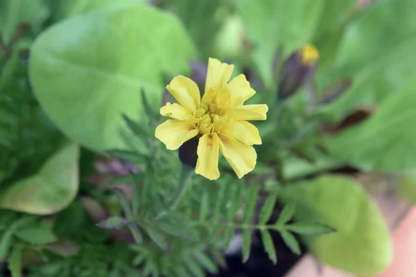 Beautiful Yellow Flower Closeup Background — Stock Photo, Image