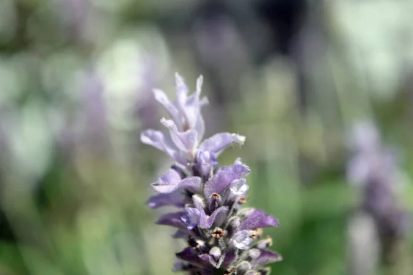 Fleur Lavande Pourpre Gros Plan Contexte — Photo