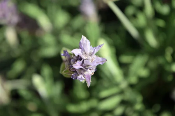 Fleur Lavande Pourpre Gros Plan Contexte — Photo