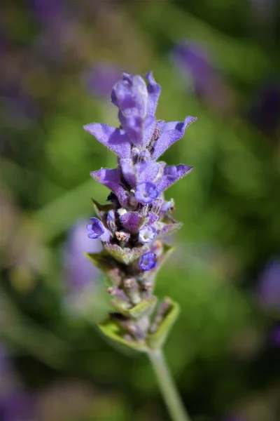 Lila Lavendelblüte Nahaufnahme Hintergrund — Stockfoto