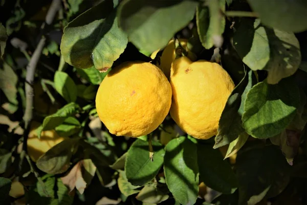 Citroenfruitboom Sluit Maar Achtergrond — Stockfoto