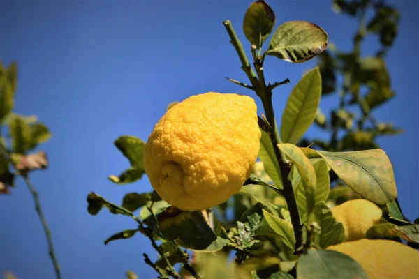 Citroenfruitboom Sluit Maar Achtergrond — Stockfoto