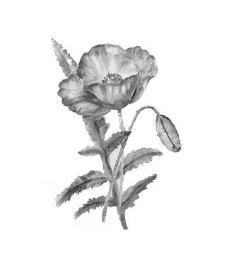 Haşhaş çiçeğinin suluboya resmi