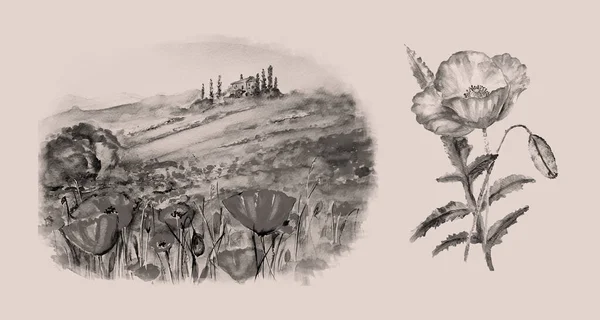 Aquarel Schilderen Van Papaver Bloem Illustratie — Stockfoto