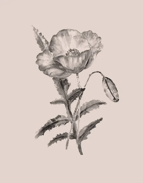 Aquarel Schilderen Van Papaver Bloem Illustratie — Stockfoto