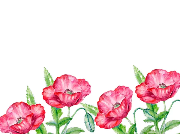 Akvarell Målning Vallmo Blomma Illustration — Stockfoto