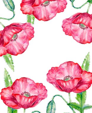 Haşhaş çiçeğinin suluboya resmi