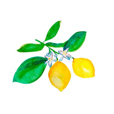  Limon resim çiziminin suluboya resmi