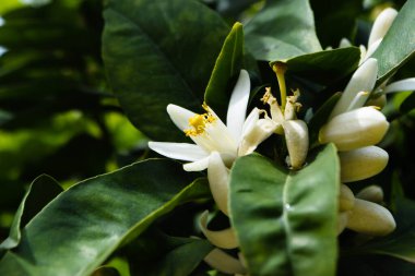 Güzel Kıbrıs doğası. Citrus çiçeği..