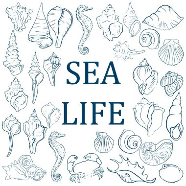 Zarif deniz kabukları, kusursuz sanat desenleri..