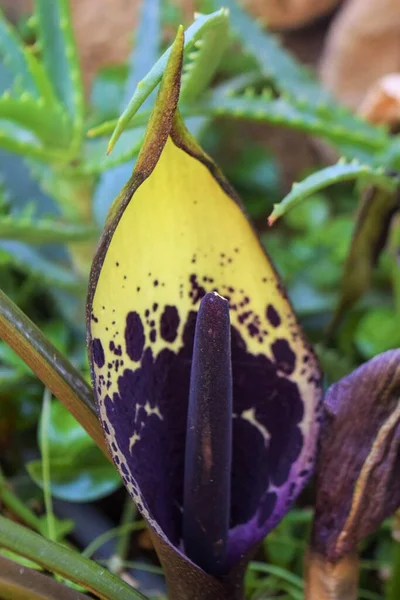 Όμορφο Μαύρο Λουλούδι Του Arum Lily — Φωτογραφία Αρχείου