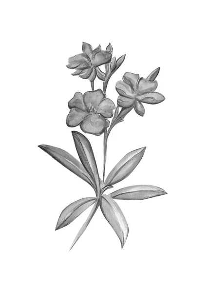Akvarel Ilustrace Oleandr Květiny — Stock fotografie