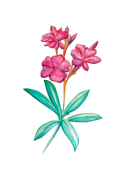 Watercolor Illustration Oleander Flower — Stock Photo, Image