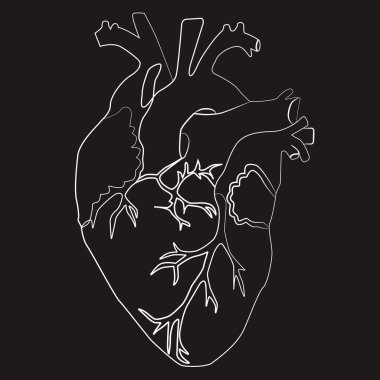 İnsan kalbinin çizgi çizimi, vektör çizimi