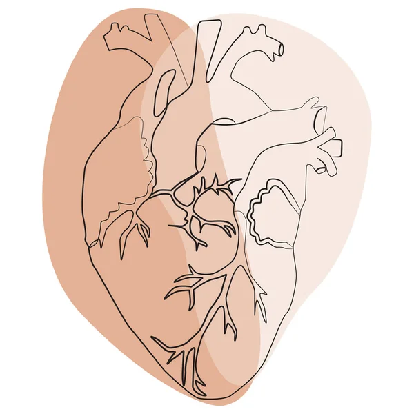 Line Art Sketch Human Heart Vector Illustration — Stock Vector