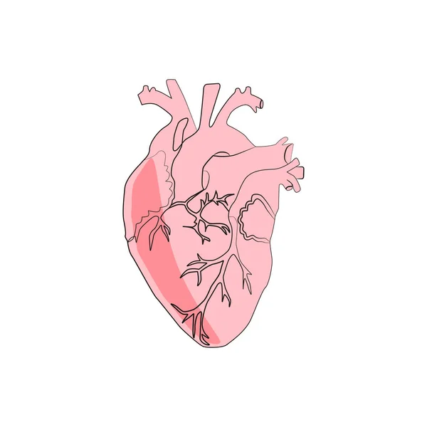 Line Art Sketch Human Heart Vector Illustration — Stock Vector