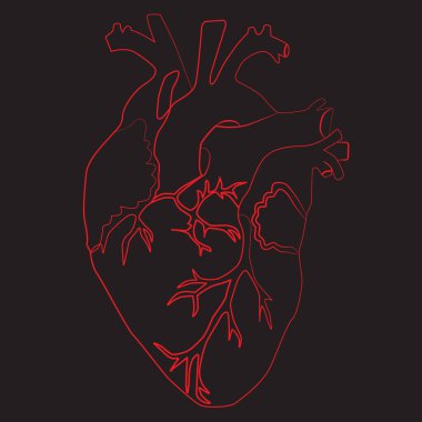 İnsan kalbinin çizgi çizimi, vektör çizimi