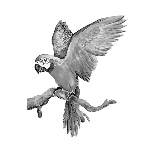 Υδατογραφία Σχέδιο Του Εξωτικού Παπαγάλου — Φωτογραφία Αρχείου