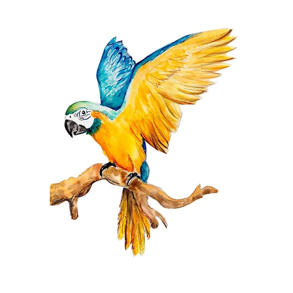 Egzotikus Papagáj Akvarell Rajza — Stock Fotó