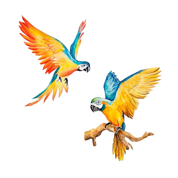 Set Watercolor Drawing Tropical Parrots — Stock Photo, Image