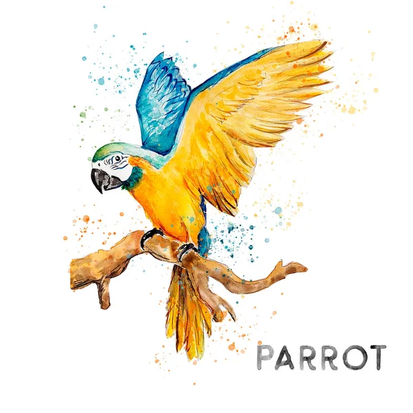 Desenho Aquarela Papagaio Exótico — Fotografia de Stock