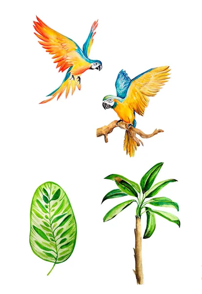 Набор Тропических Акварелей Попугай Банановое Дерево — стоковое фото