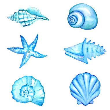 El çizimi Deniz kabuğunun suluboya çizimini ayarla