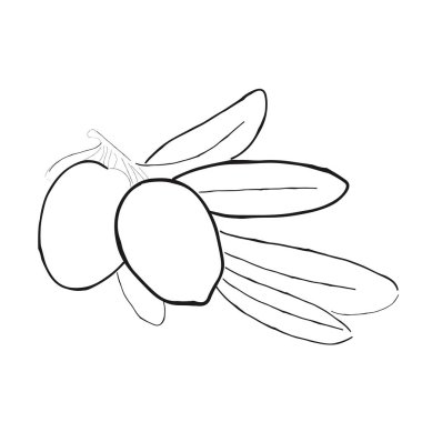  Zeytin dalının çizimi. Vektör illüstrasyonu