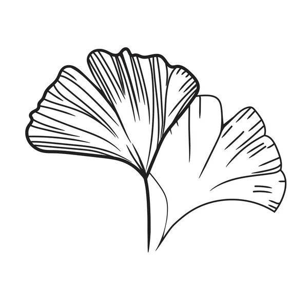 Línea Dibujada Mano Ginkgo Biloba Ilustración — Vector de stock