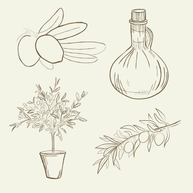 Zeytin ağacı seti. Vektör illüstrasyonu.