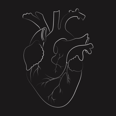 İnsan kalbinin çizgi çizimi, vektör çizimi