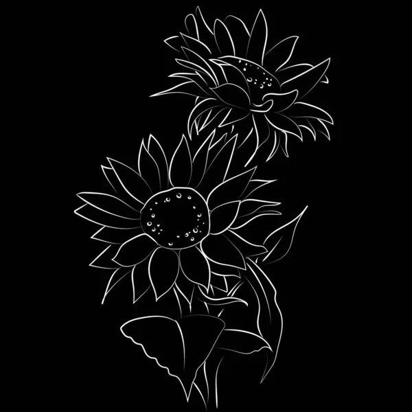 Umrisszeichnung Der Sonnenblume Vektorillustration — Stockvektor