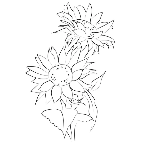 Outline Drawing Sunflower Vector Illustration — Stock Vector