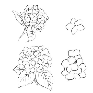 Blooming flower hydrangea on black background. clipart