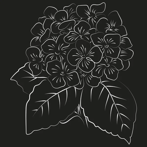 Kwitnący Hortensja Kwiat Czarnym Tle — Wektor stockowy