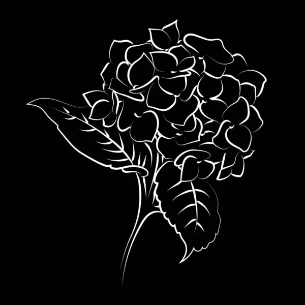 Hortensia Fleur Fleurs Sur Fond Noir — Image vectorielle