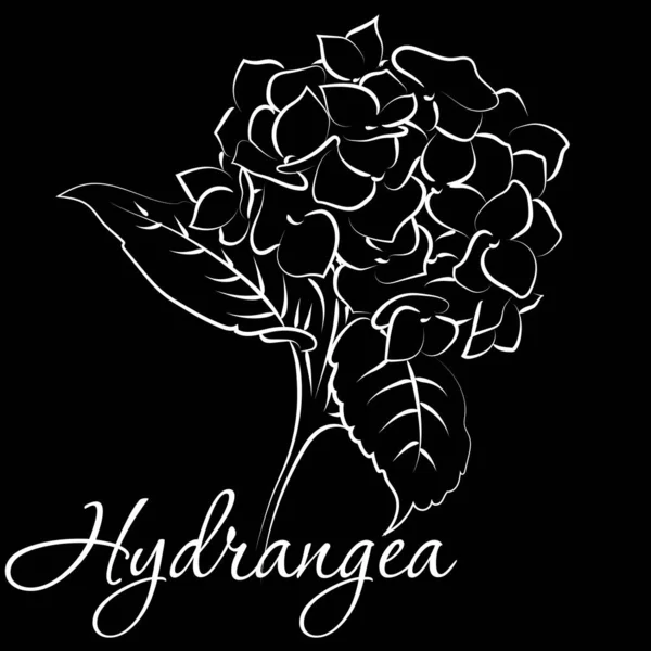 Blooming flower hydrangea on black background.