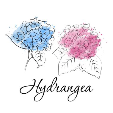 Beyaz arkaplanda çiçek açan ortancaları.