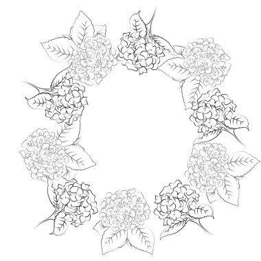 Beyaz arkaplanda çiçek açan ortancaları.