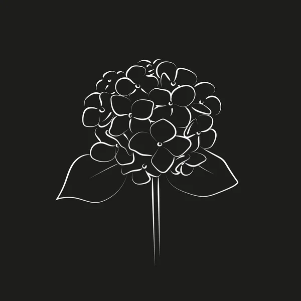 Blooming Flower Hydrangea White Background — Stock Vector