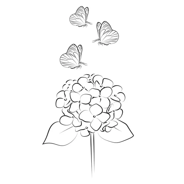 Blooming Flower Hydrangea Butterfly White Background — Archivo Imágenes Vectoriales