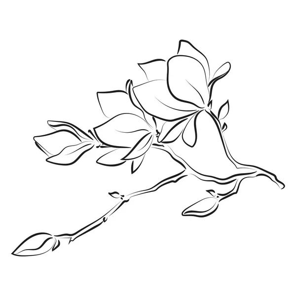 Esbozo Elegante Flores Magnolia Ilustración Vectorial — Archivo Imágenes Vectoriales
