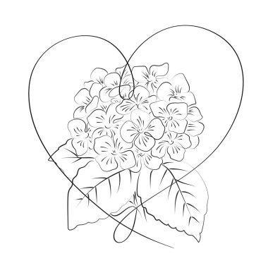 Çiçek açan ortanca kalbi beyaz arka planda.