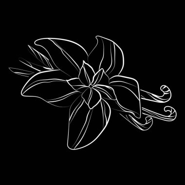 Beyaz arkaplanı olan zarif bir ana hatlı vanilya..