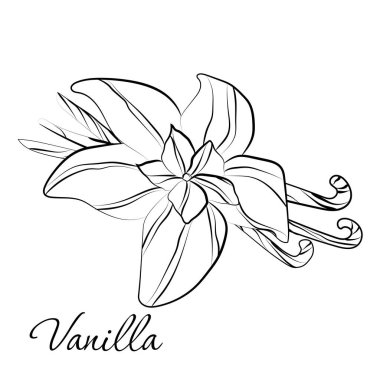 Beyaz arkaplanı olan zarif bir ana hatlı vanilya..