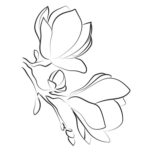 Esbozo Elegante Flores Magnolia Ilustración Vectorial — Archivo Imágenes Vectoriales