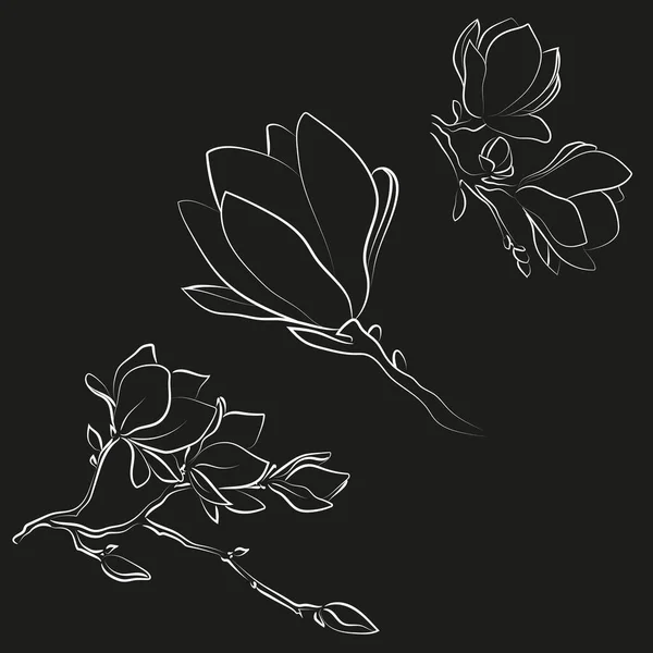 Esbozo Elegante Flores Magnolia Ilustración Vectorial — Archivo Imágenes Vectoriales